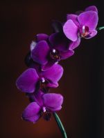 Image of Purple Orchid flower, North East Domme Mistress Orchid's logo